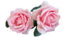 pink_rose